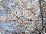 hana084